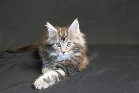 Bonnie — кошеня мейн-кун, чорний срібний мармуровий, розплідник UkrFenix, Київ — фото 10