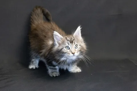 Bonnie — кошеня мейн-кун, чорний срібний мармуровий, розплідник UkrFenix, Київ — фото 11