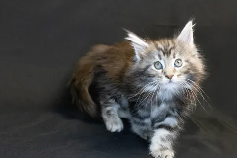 Bonnie — кошеня мейн-кун, чорний срібний мармуровий, розплідник UkrFenix, Київ — фото 12