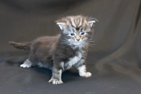 Bonnie — кошеня мейн-кун, чорний срібний мармуровий, розплідник UkrFenix, Київ — фото 13