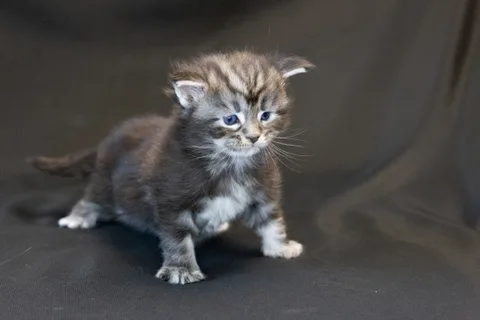 Bonnie — кошеня мейн-кун, чорний срібний мармуровий, розплідник UkrFenix, Київ — фото 15