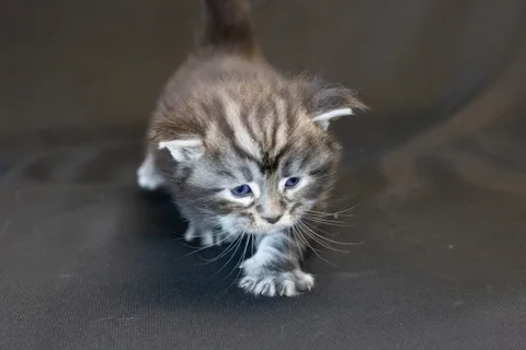 Bonnie — кошеня мейн-кун, чорний срібний мармуровий, розплідник UkrFenix, Київ — фото 16