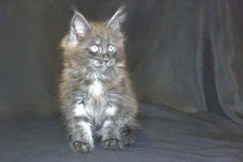 Cashew — кошеня мейн-кун, чорний димчастий, розплідник UkrFenix, Київ — фото 8