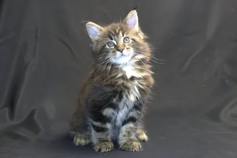 Casper — Maine Coon kitten, black classic tabby, UkrFenix cattery, Kyiv — photo 1