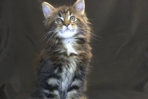 Casper — Maine Coon kitten, black classic tabby, UkrFenix cattery, Kyiv — photo 2