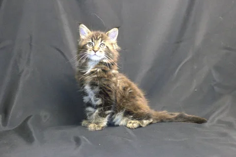 Casper — Maine Coon kitten, black classic tabby, UkrFenix cattery, Kyiv — photo 3
