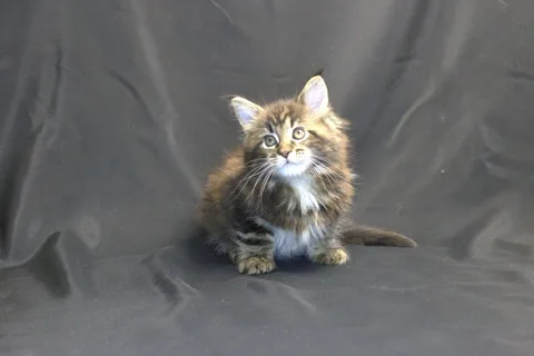 Casper — Maine Coon kitten, black classic tabby, UkrFenix cattery, Kyiv — photo 4