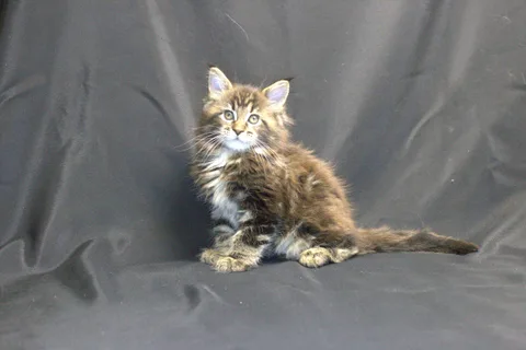 Casper — Maine Coon kitten, black classic tabby, UkrFenix cattery, Kyiv — photo 5