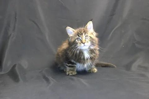 Casper — Maine Coon kitten, black classic tabby, UkrFenix cattery, Kyiv — photo 7