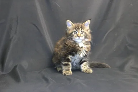 Casper — Maine Coon kitten, black classic tabby, UkrFenix cattery, Kyiv — photo 8