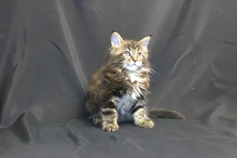 Casper — Maine Coon kitten, black classic tabby, UkrFenix cattery, Kyiv — photo 9