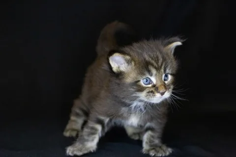 Casper — Maine Coon kitten, black classic tabby, UkrFenix cattery, Kyiv — photo 10
