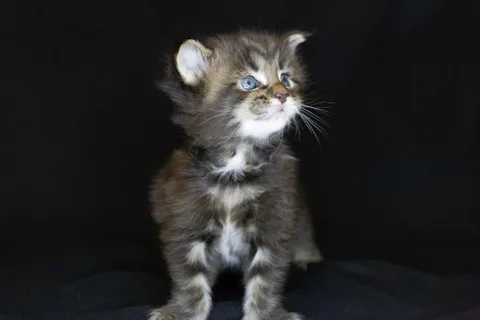 Casper — Maine Coon kitten, black classic tabby, UkrFenix cattery, Kyiv — photo 11