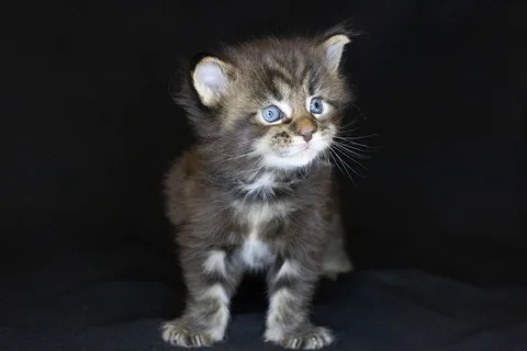Casper — Maine Coon kitten, black classic tabby, UkrFenix cattery, Kyiv — photo 12