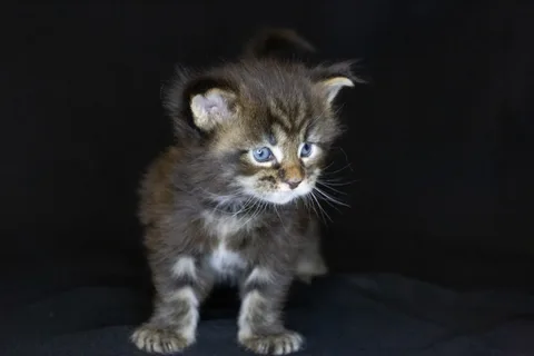 Casper — Maine Coon kitten, black classic tabby, UkrFenix cattery, Kyiv — photo 13