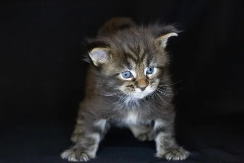 Casper — Maine Coon kitten, black classic tabby, UkrFenix cattery, Kyiv — photo 14