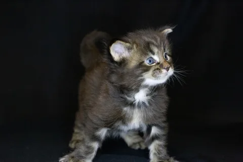 Casper — Maine Coon kitten, black classic tabby, UkrFenix cattery, Kyiv — photo 15