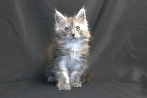Chester — кошеня мейн-кун, чорний срібний мармуровий, розплідник UkrFenix, Київ — фото 1