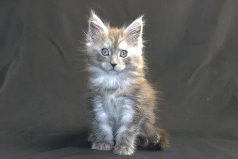 Chester — кошеня мейн-кун, чорний срібний мармуровий, розплідник UkrFenix, Київ — фото 2