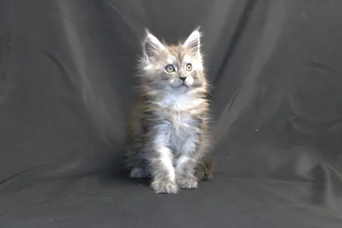 Chester — кошеня мейн-кун, чорний срібний мармуровий, розплідник UkrFenix, Київ — фото 3