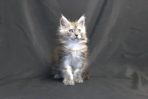 Chester — кошеня мейн-кун, чорний срібний мармуровий, розплідник UkrFenix, Київ — фото 4