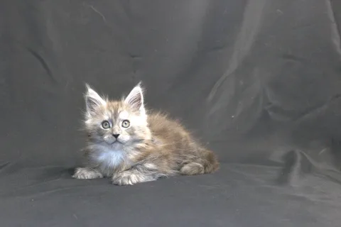 Chester — кошеня мейн-кун, чорний срібний мармуровий, розплідник UkrFenix, Київ — фото 7