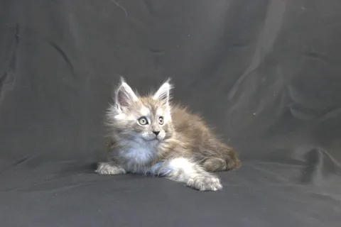 Chester — кошеня мейн-кун, чорний срібний мармуровий, розплідник UkrFenix, Київ — фото 8