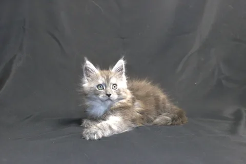 Chester — кошеня мейн-кун, чорний срібний мармуровий, розплідник UkrFenix, Київ — фото 9