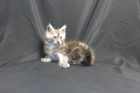 Chester — кошеня мейн-кун, чорний срібний мармуровий, розплідник UkrFenix, Київ — фото 10