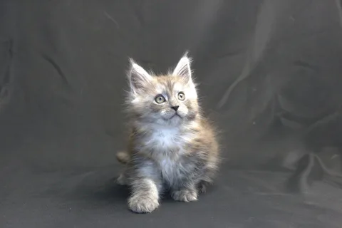 Chester — кошеня мейн-кун, чорний срібний мармуровий, розплідник UkrFenix, Київ — фото 12