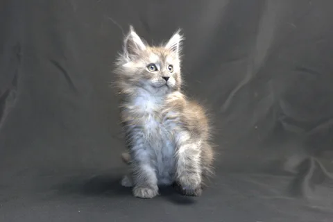 Chester — кошеня мейн-кун, чорний срібний мармуровий, розплідник UkrFenix, Київ — фото 13
