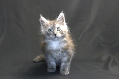 Chester — кошеня мейн-кун, чорний срібний мармуровий, розплідник UkrFenix, Київ — фото 14