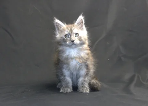 Chester — кошеня мейн-кун, чорний срібний мармуровий, розплідник UkrFenix, Київ — фото 15