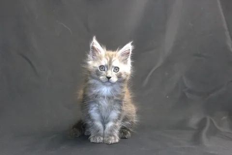 Chester — кошеня мейн-кун, чорний срібний мармуровий, розплідник UkrFenix, Київ — фото 16