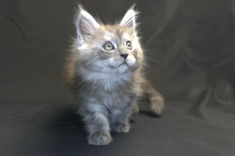 Chester — кошеня мейн-кун, чорний срібний мармуровий, розплідник UkrFenix, Київ — фото 17