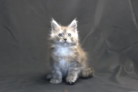 Chester — кошеня мейн-кун, чорний срібний мармуровий, розплідник UkrFenix, Київ — фото 18