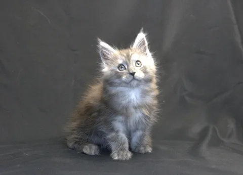 Chester — кошеня мейн-кун, чорний срібний мармуровий, розплідник UkrFenix, Київ — фото 19
