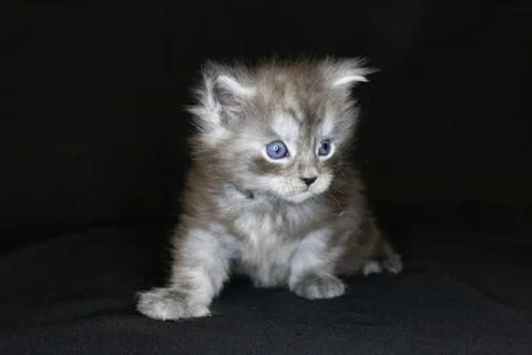 Chester — кошеня мейн-кун, чорний срібний мармуровий, розплідник UkrFenix, Київ — фото 21