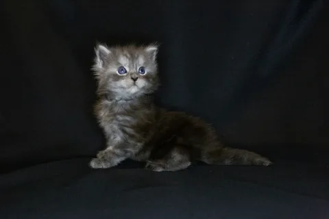 Chester — кошеня мейн-кун, чорний срібний мармуровий, розплідник UkrFenix, Київ — фото 22