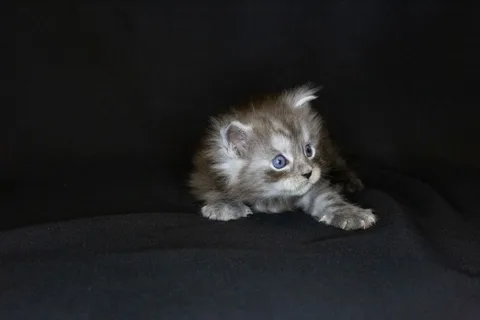 Chester — кошеня мейн-кун, чорний срібний мармуровий, розплідник UkrFenix, Київ — фото 23