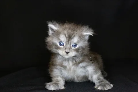 Chester — кошеня мейн-кун, чорний срібний мармуровий, розплідник UkrFenix, Київ — фото 25