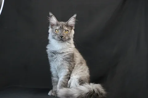 Amur — кошеня мейн-кун, чорний димчастий, розплідник UkrFenix, Київ — фото 7