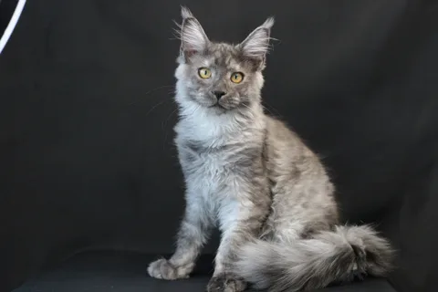 Amur — кошеня мейн-кун, чорний димчастий, розплідник UkrFenix, Київ — фото 12