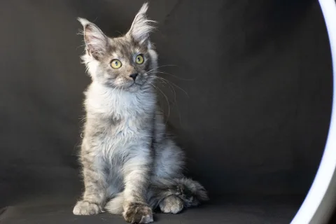 Amur — кошеня мейн-кун, чорний димчастий, розплідник UkrFenix, Київ — фото 20