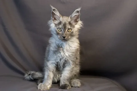 Amur — кошеня мейн-кун, чорний димчастий, розплідник UkrFenix, Київ — фото 24