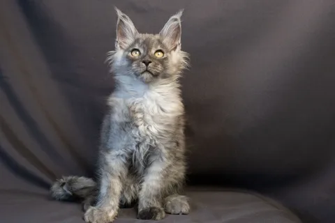 Amur — кошеня мейн-кун, чорний димчастий, розплідник UkrFenix, Київ — фото 25