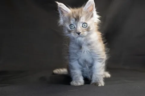 Amur — кошеня мейн-кун, чорний димчастий, розплідник UkrFenix, Київ — фото 31