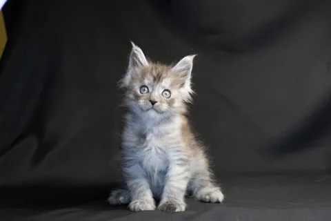 Amur — кошеня мейн-кун, чорний димчастий, розплідник UkrFenix, Київ — фото 32