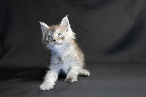 Amur — кошеня мейн-кун, чорний димчастий, розплідник UkrFenix, Київ — фото 35