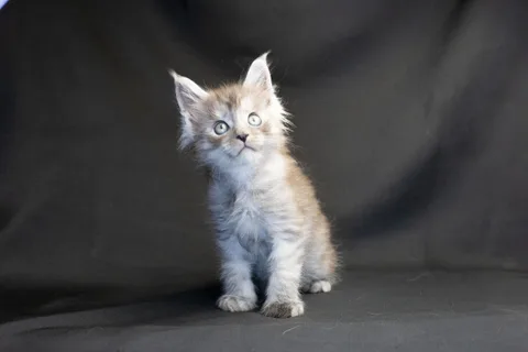 Amur — кошеня мейн-кун, чорний димчастий, розплідник UkrFenix, Київ — фото 37